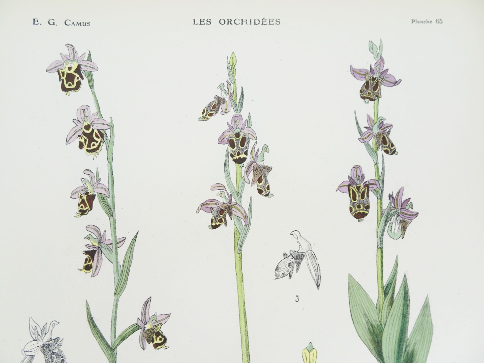 |Orchidaceae| Camus E.G., "Iconographie des Orchidées d'Europe et du Bassin Méditerranéen", 1921 - Bild 10 aus 14