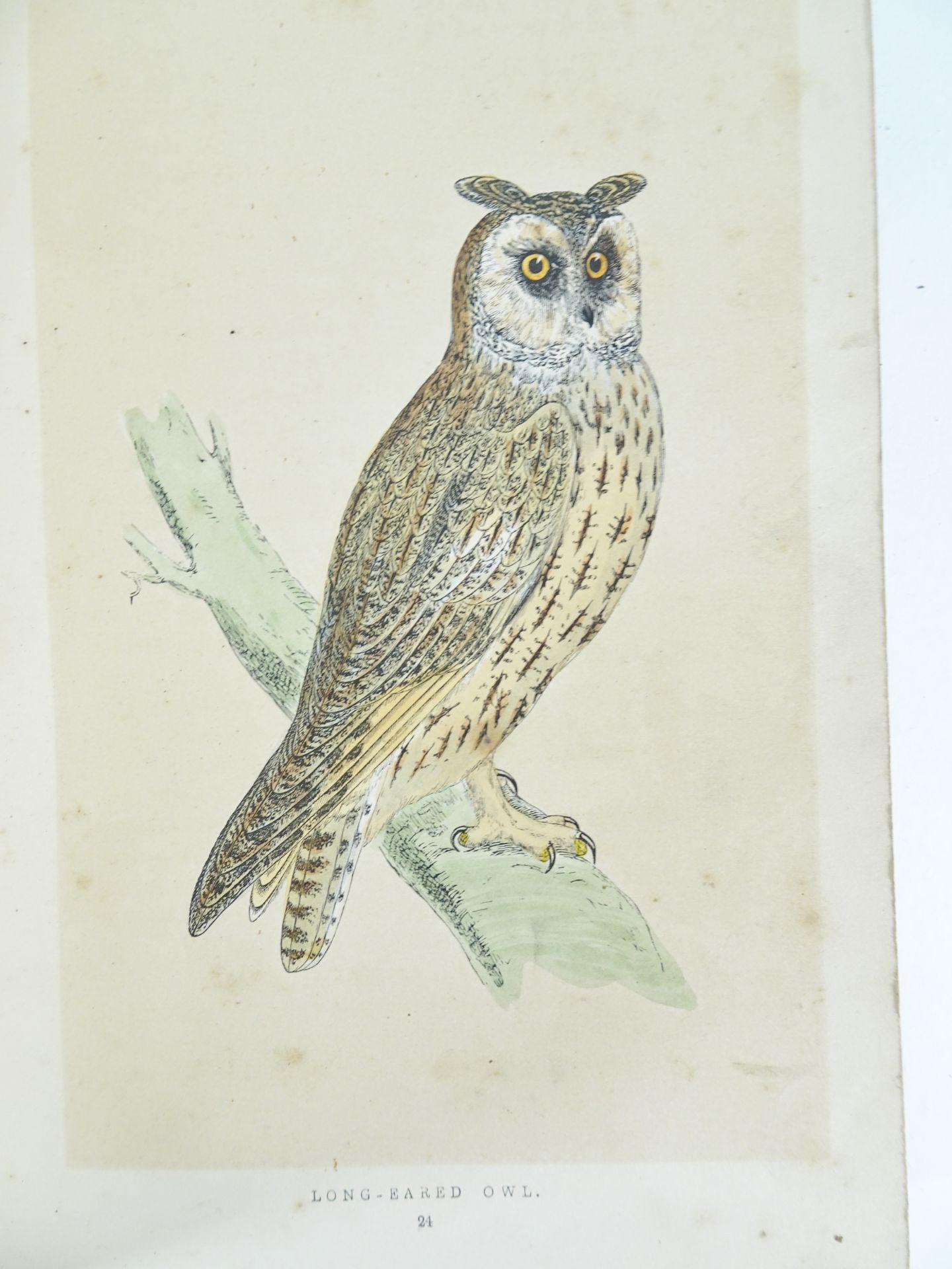 |Birds| Morris F.O., "A history of British birds" - first edition, 1851-1857 - Bild 5 aus 10