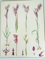 |Orchidaceae| Nelson Erich, "Monographie une Ikonographie der Orchidaceen - Gattungen Serapias-Acera