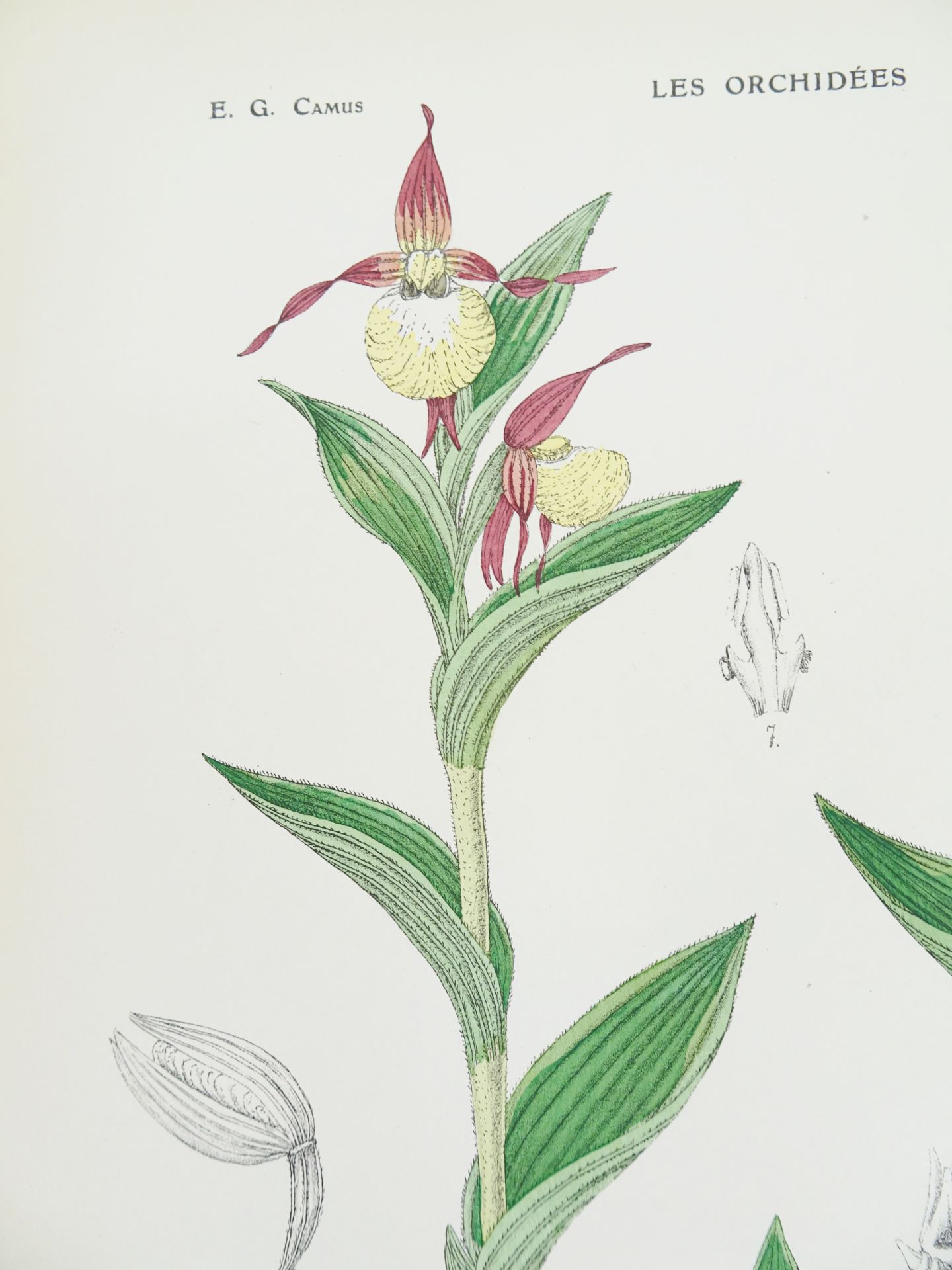 |Orchidaceae| Camus E.G., "Iconographie des Orchidées d'Europe et du Bassin Méditerranéen", 1921 - Bild 13 aus 14