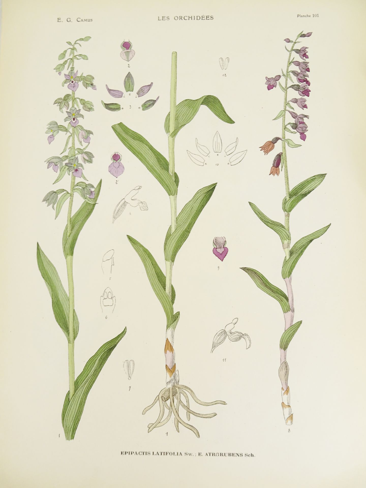 |Orchidaceae| Camus E.G., "Iconographie des Orchidées d'Europe et du Bassin Méditerranéen", 1921 - Bild 12 aus 14