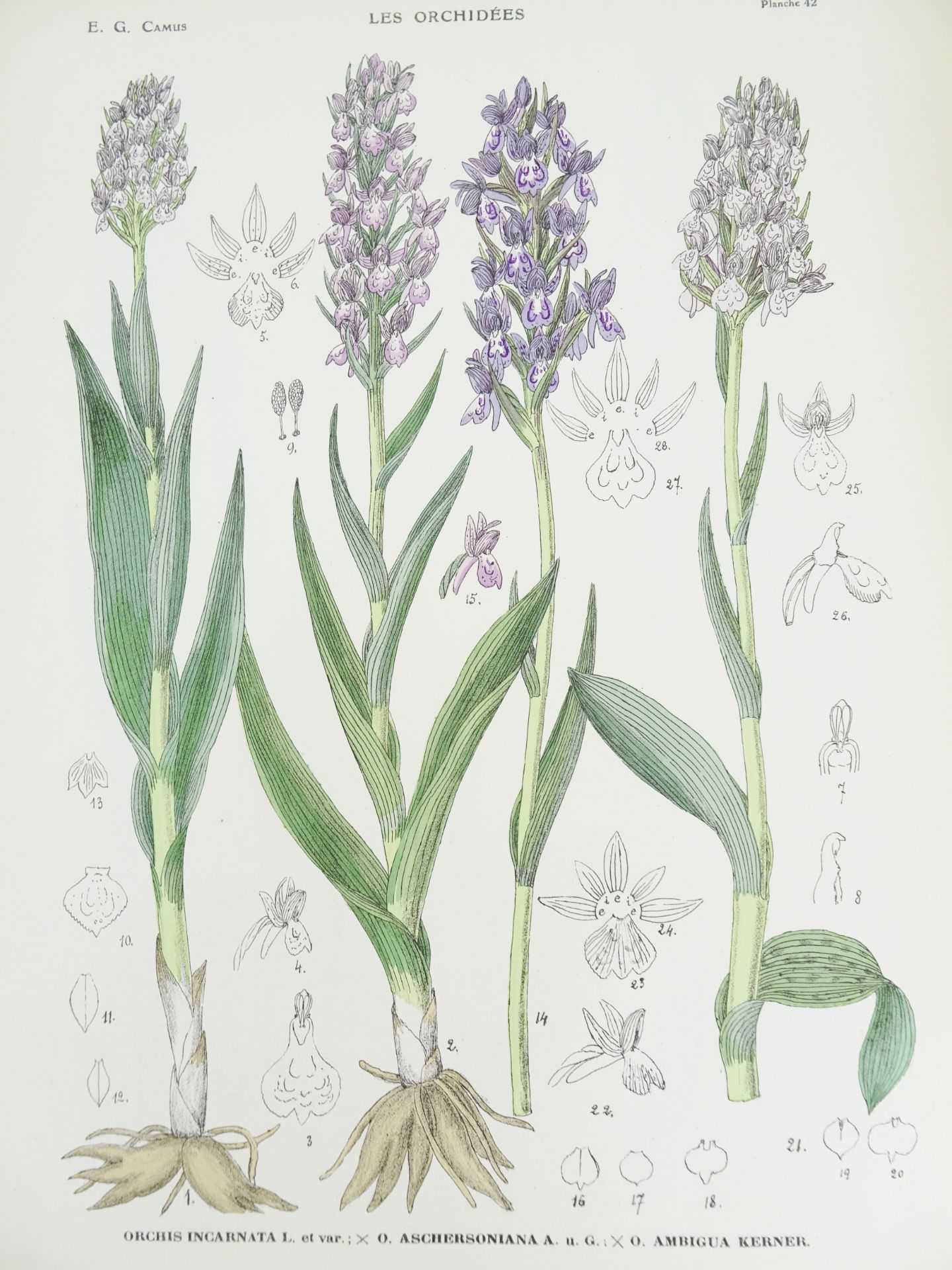 |Orchidaceae| Camus E.G., "Iconographie des Orchidées d'Europe et du Bassin Méditerranéen", 1921 - Bild 9 aus 14