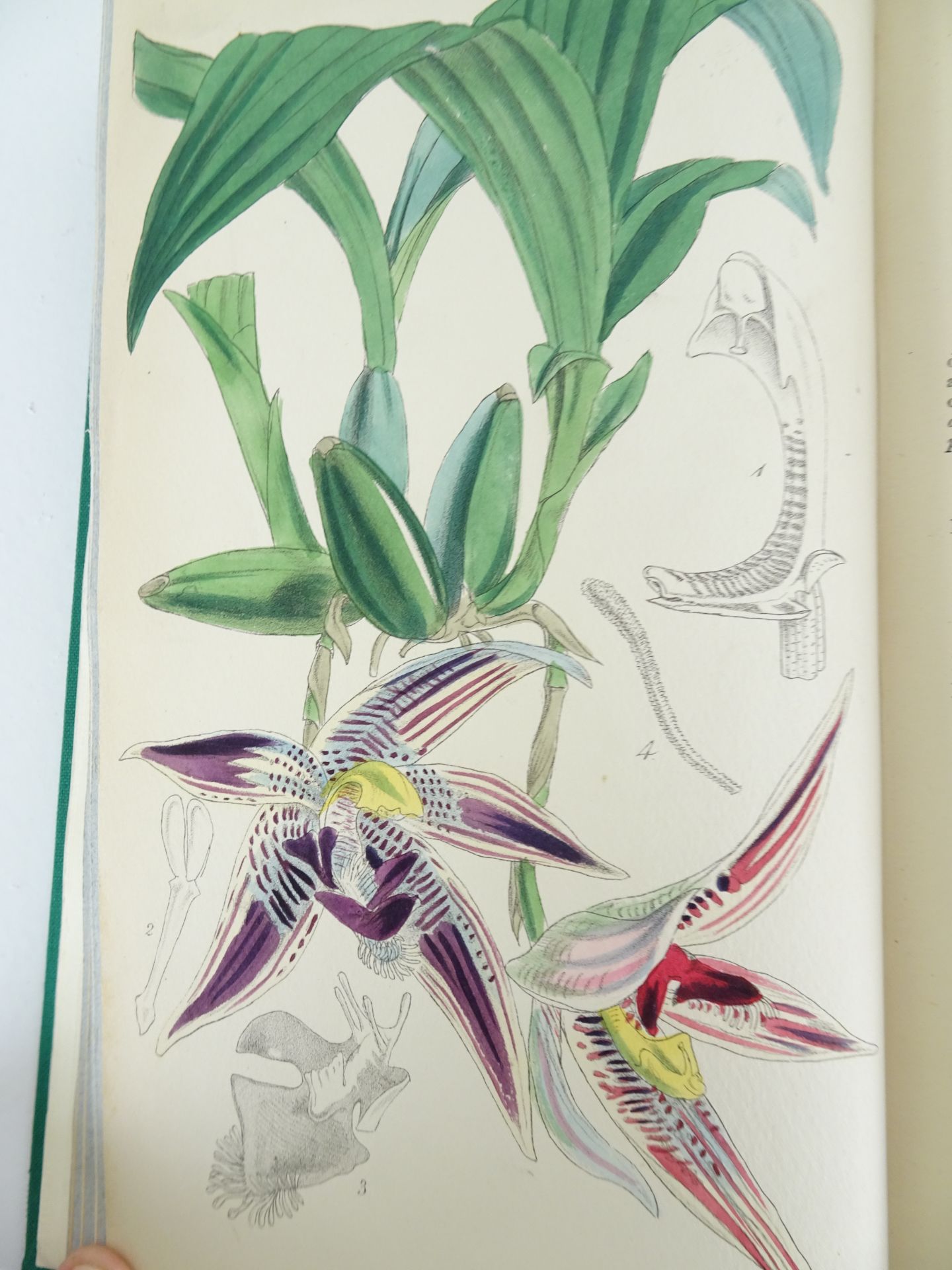 |Orchidaceae|"Monographs from the Third Series of Curtis's Botanical Magazine" - Bild 4 aus 14