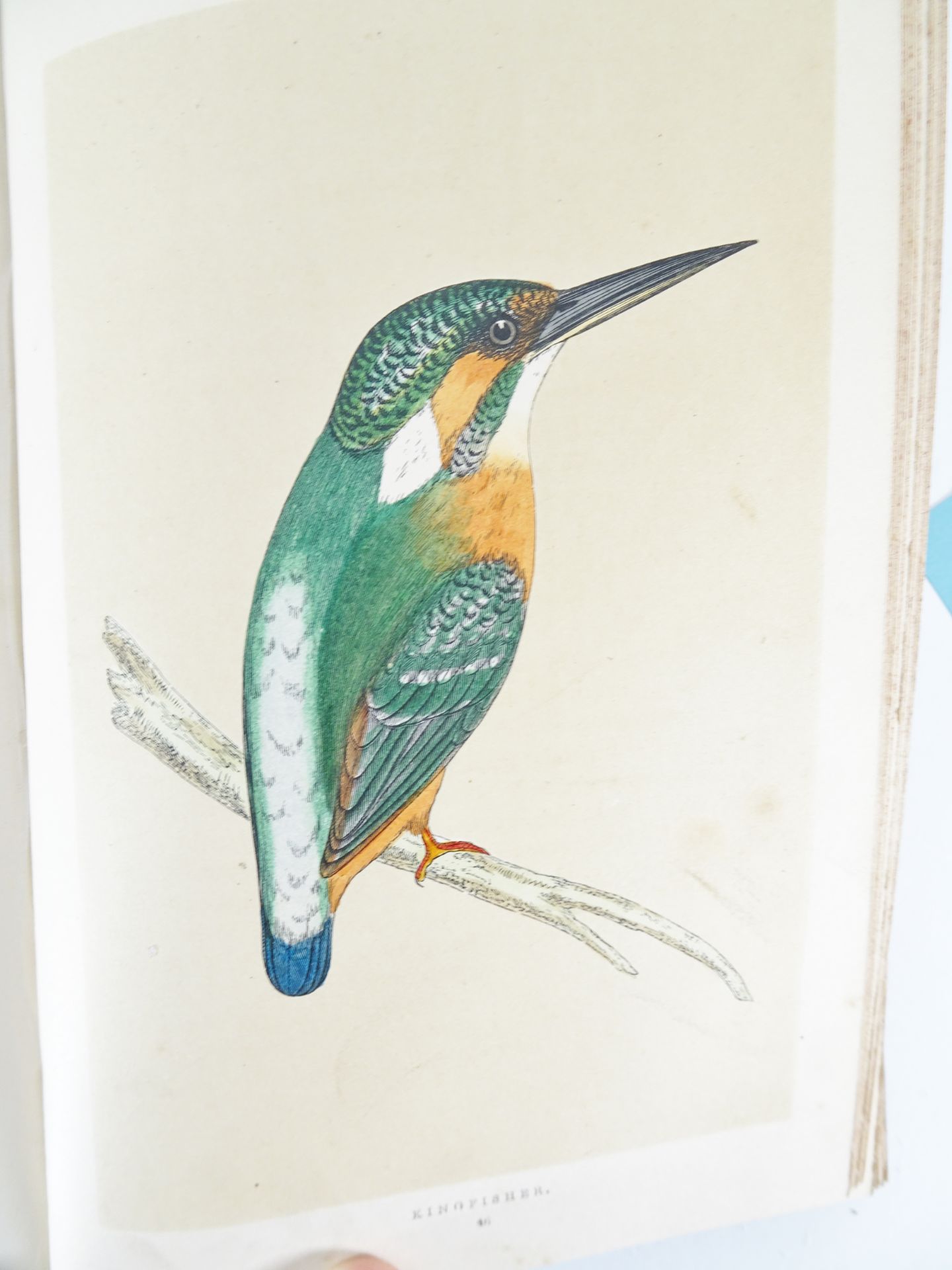|Birds| Morris F.O., "A history of British birds" - first edition, 1851-1857 - Bild 10 aus 10
