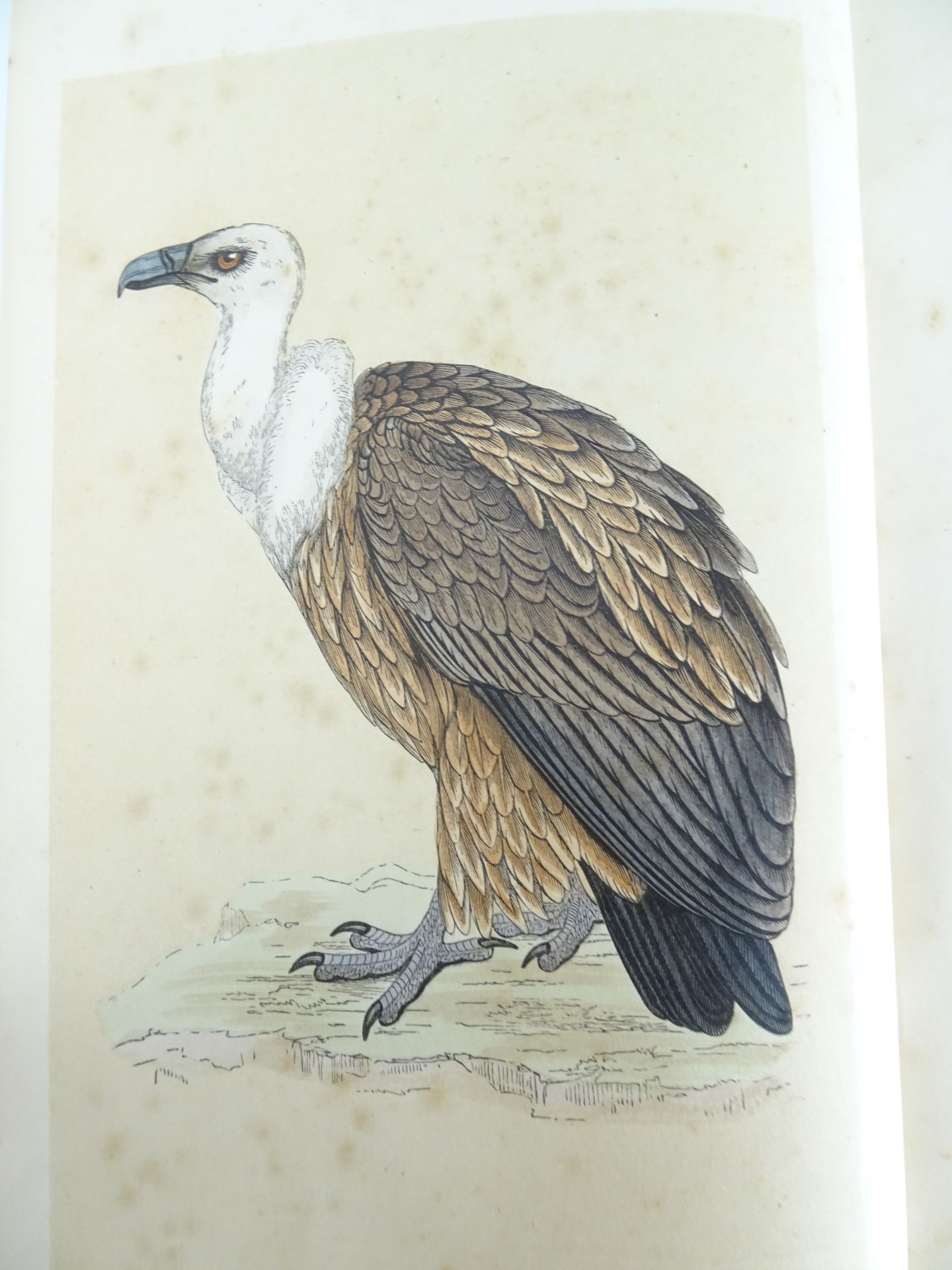 |Birds| Morris F.O., "A history of British birds" - first edition, 1851-1857 - Bild 2 aus 10