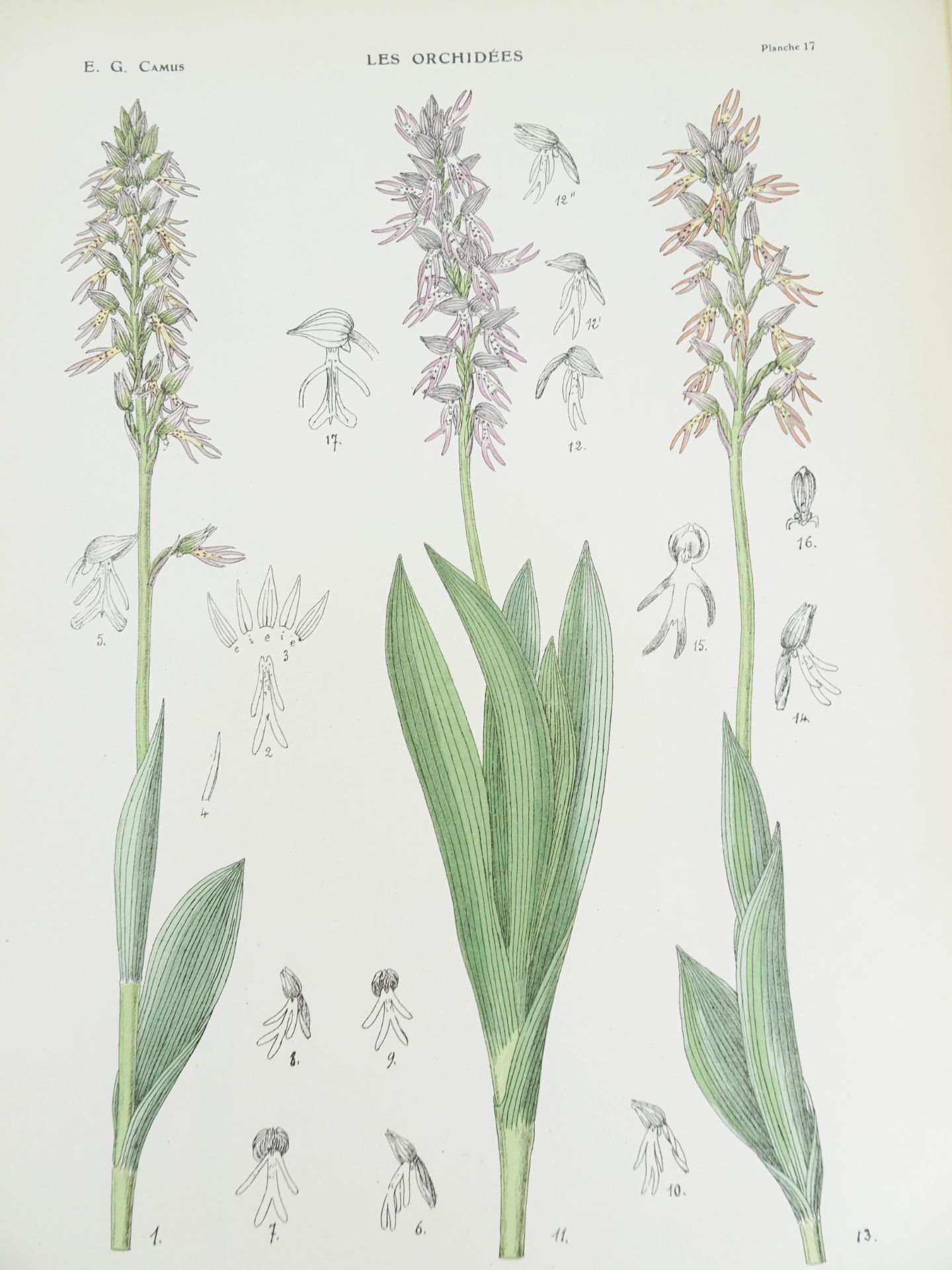 |Orchidaceae| Camus E.G., "Iconographie des Orchidées d'Europe et du Bassin Méditerranéen", 1921 - Bild 7 aus 14