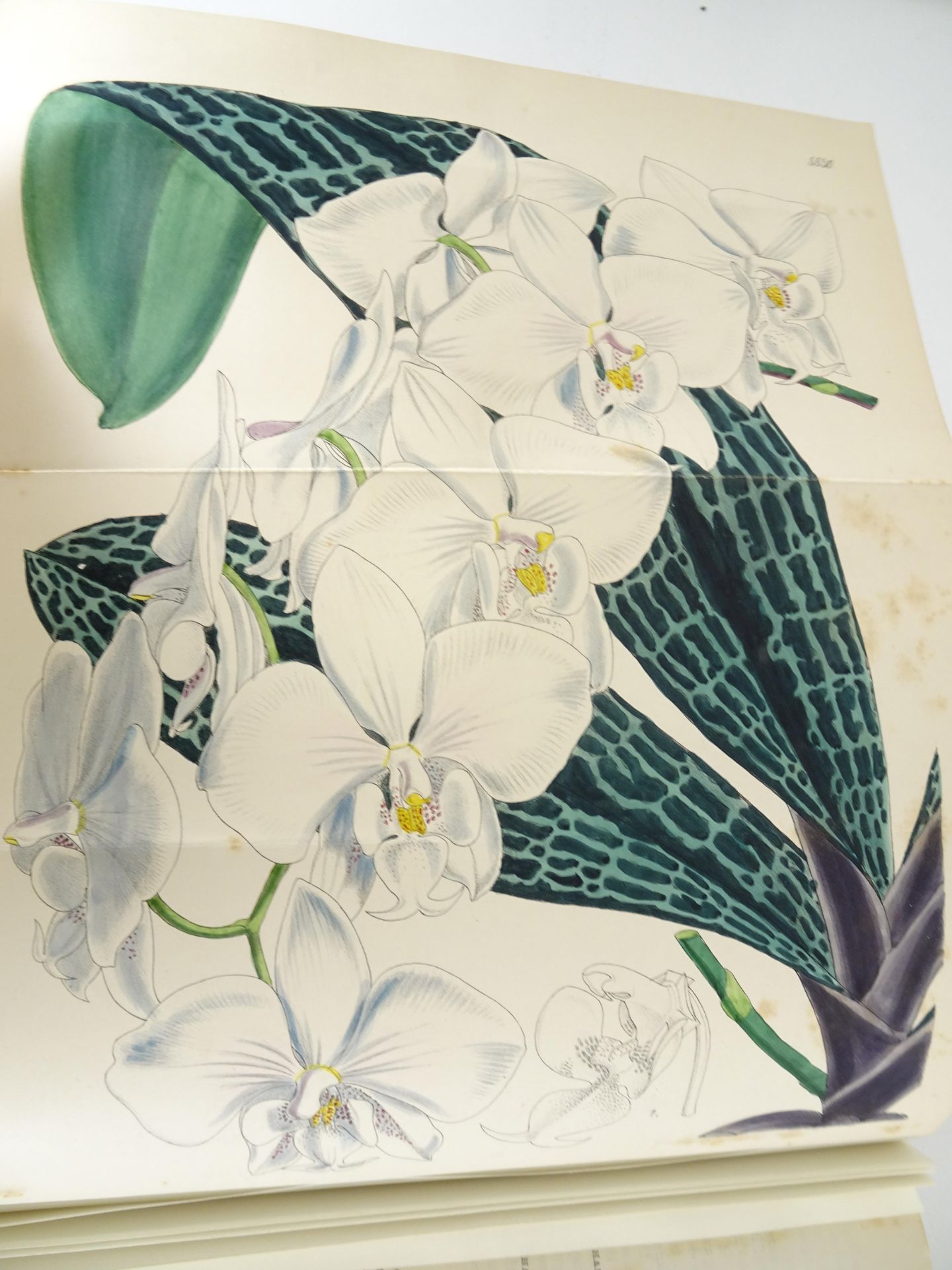 |Orchidaceae|"Monographs from the Third Series of Curtis's Botanical Magazine" - Bild 12 aus 14