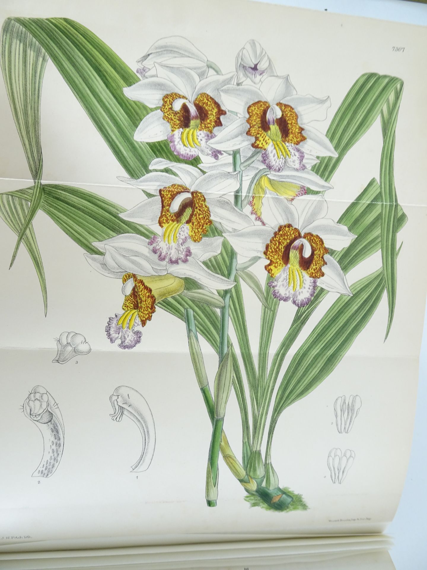 |Orchidaceae|"Monographs from the Third Series of Curtis's Botanical Magazine" - Bild 8 aus 14