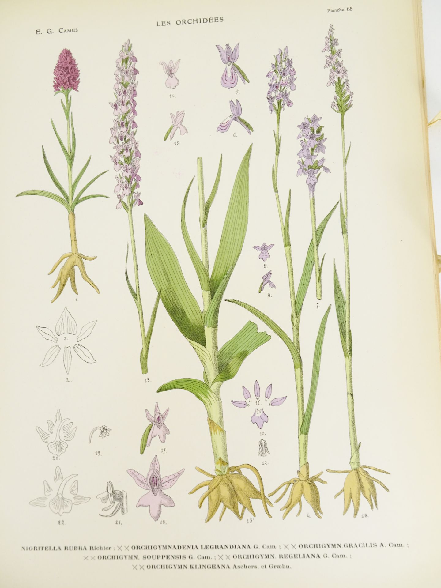 |Orchidaceae| Camus E.G., "Iconographie des Orchidées d'Europe et du Bassin Méditerranéen", 1921 - Bild 11 aus 14