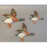 Set of three Beswick graduated mallard ducks wall plaques to include 596-2, 596-3, and 596-4. (3) (