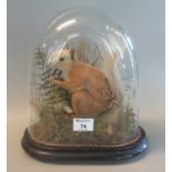 Taxidermy ; specimen Red Squirrel amongst foliage. With glass dome on ebonised base. 30cm high