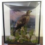 Taxidermy, cased golden eagle perched on stump amongst rock work, early 20th century with later back