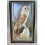 Taxidermy cased barn owl, perching upon rock amongst ferns and foliage. Probably by Hutchings of