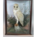 Early 20th century cased study of a barn owl perching above a rock amongst ferns and foliage. The