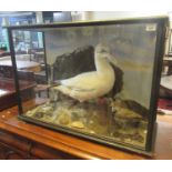 Taxidermy - Late 19th/20th century cased specimen gannet on rockwork, together with lapwing and