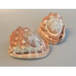 Two carved cameo conch shells, one of George slaying the dragon, the other a mythical winged figure.