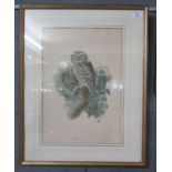 After Woolfe and Richter, ornithological study of a family of owls, coloured lithograph. 51cm x 36cm