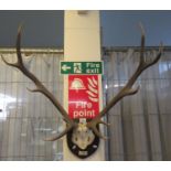 Pair of antlers horns on oak shield-shaped plaque marked Ardverikie, September 17th 1935, shot by