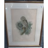 After Woolfe and Richter, ornithological study of a family of owls, coloured lithograph. 51cm x 36cm