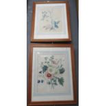 Pair of botanical studies, watercolours. 36 x 28cm approx. Frame. (2) (B.P. 21% + VAT)