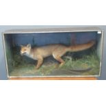 Taxidermy - cased specimen fox on naturalistic base with foliage and ferns. Probably by Jefferies of