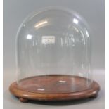 Glass dome on circular moulded walnut base. 30cm high approx. (B.P. 21% + VAT)
