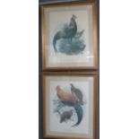 Two large ornithological prints. 52x39cm approx. Framed and glazed (2) (B.P. 21% + VAT)