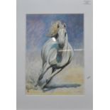 Paul Martin (contemporary Welsh) study of a galloping white horse.