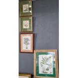 Mixed group of four coloured botanical prints in various frames. (4) (B.P. 21% + VAT)