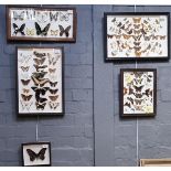 Four groups of framed and mounded specimen butterflies together with another single. (5) (B.P. 21% +