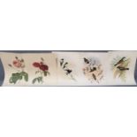 Five ornithological and botanical coloured prints of roses, hummingbirds etc. (5) Unframed. (B.P.