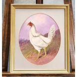 Derby porcelain hand painted plaque depicting a white bantam cockerel, signed J.E Dean. 28 x 22cm