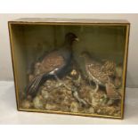 Taxidermy-cased specimen brace/pair of Capercaillie (Tetrao Urogallus), male and female, probably by
