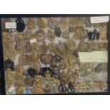 Display case of Commonwealth cap badges, to include: Royal Madras Fusiliers, New Zealand Regiment,