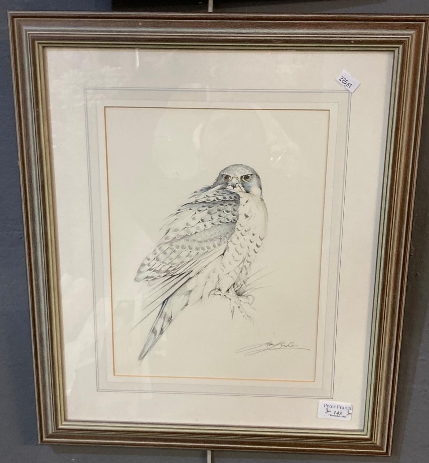Ian Bowles, peregrine falcon, signed, pencil sketch. 30 x 23cm approx. Washline mount framed. (B.