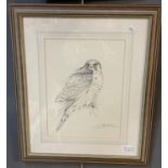 Ian Bowles, peregrine falcon, signed, pencil sketch. 30 x 23cm approx. Washline mount framed. (B.