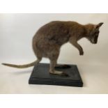 Taxidermy Study of a Kangaroo - 65cm H