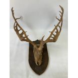 Mounted Antlers 90cm across