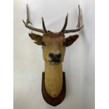 Taxidermy Study of Deer Head