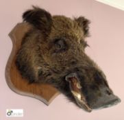 Taxidermy Wild Boar on oak shield