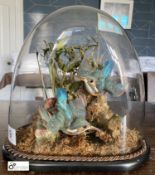 Taxidermy of a Pair Kingfishers, in glass domed case