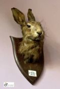 Taxidermy Hare’s Head on oak shield, inscribed O.B.B. Aston Abbots, Feb 8th 1956, after 60 mins