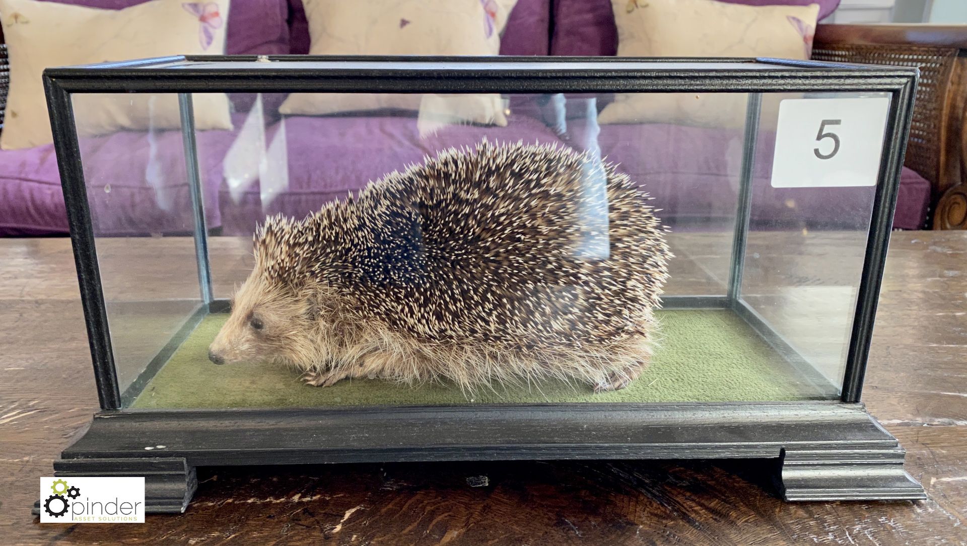 Taxidermy Hedgehog in glass case - Image 2 of 9