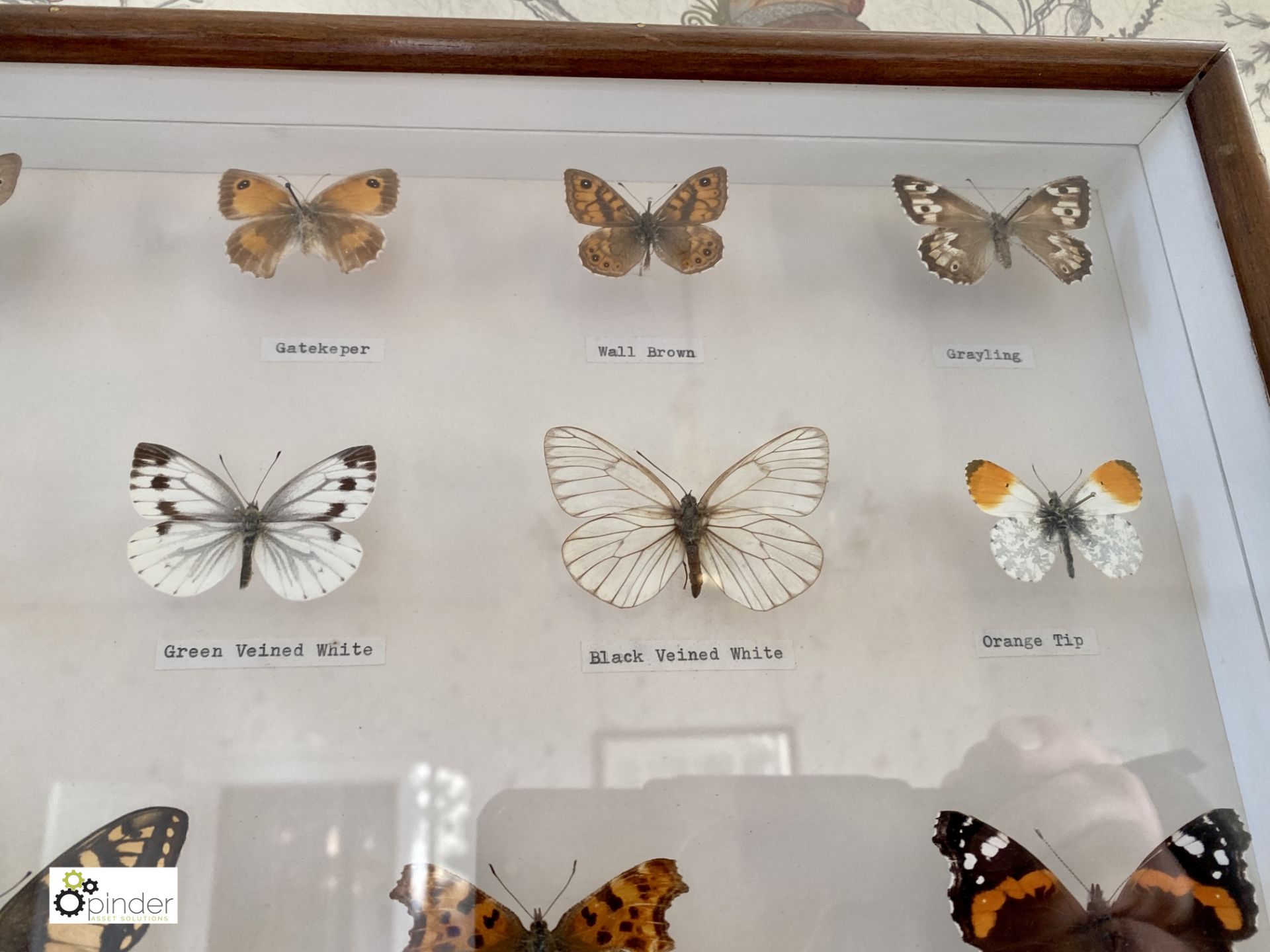 Display 28 British Butterflies in glazed cabinet - Image 4 of 11