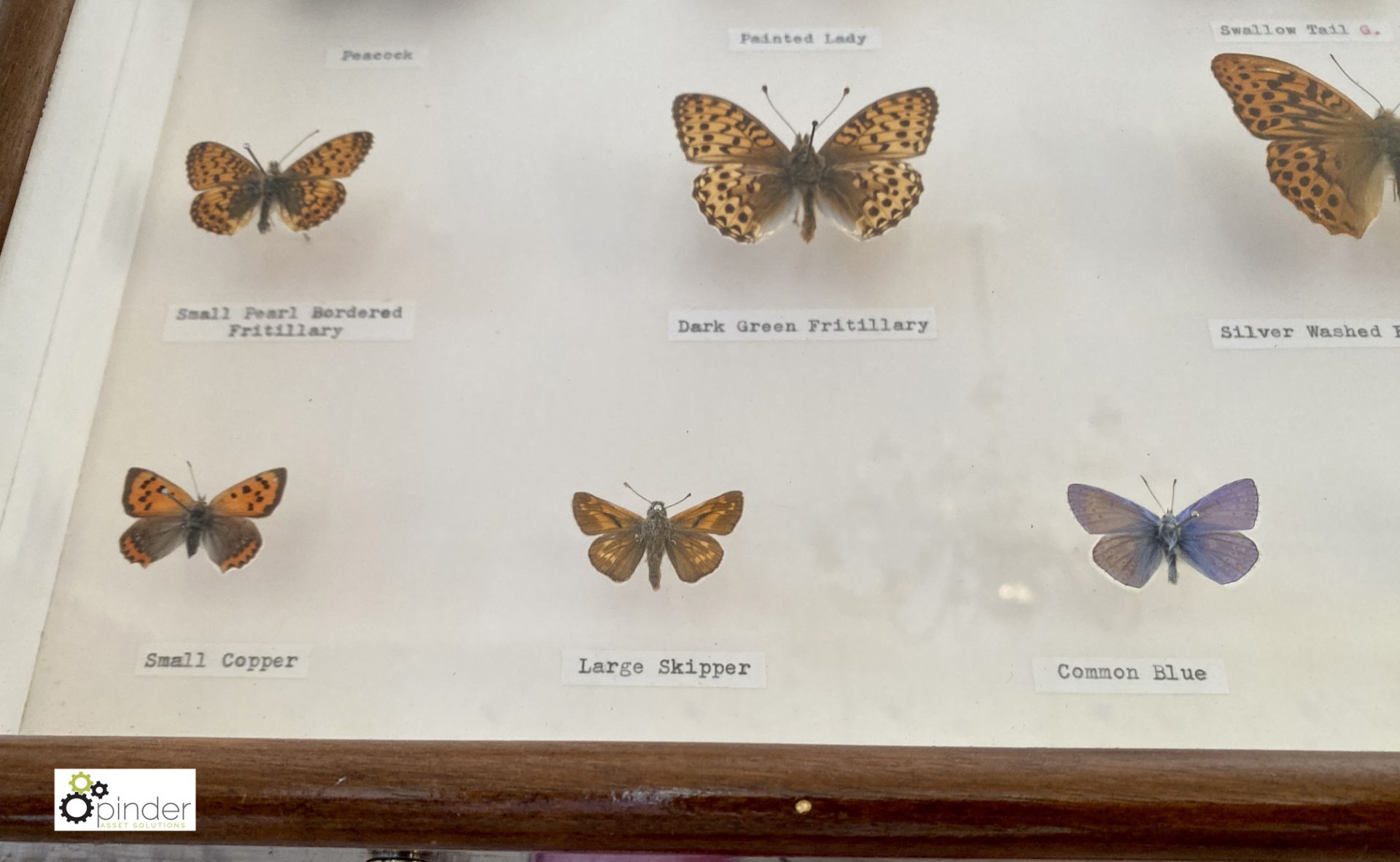 Display 28 British Butterflies in glazed cabinet - Image 7 of 11