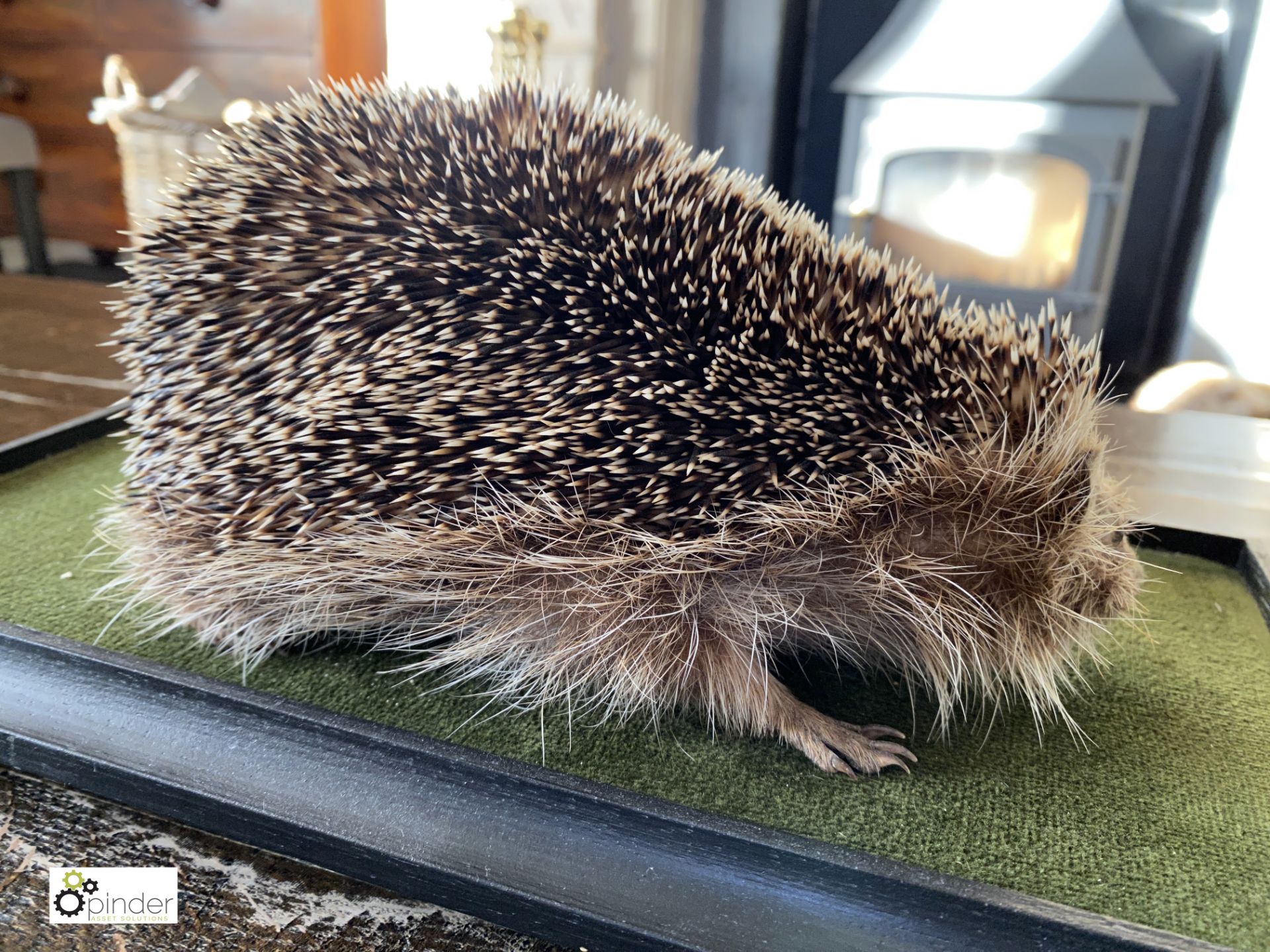 Taxidermy Hedgehog in glass case - Image 4 of 9