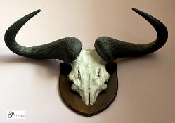 Bull’s Horns on oak shield