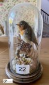 Taxidermy Robin on Bracken, with oak circular base and glass dome