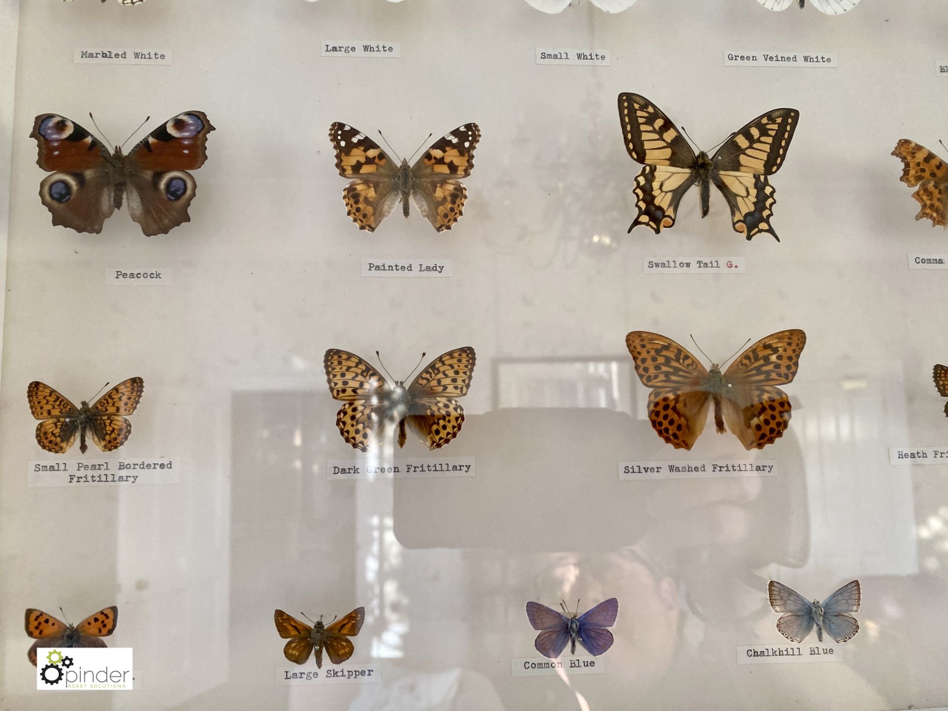 Display 28 British Butterflies in glazed cabinet - Image 6 of 11