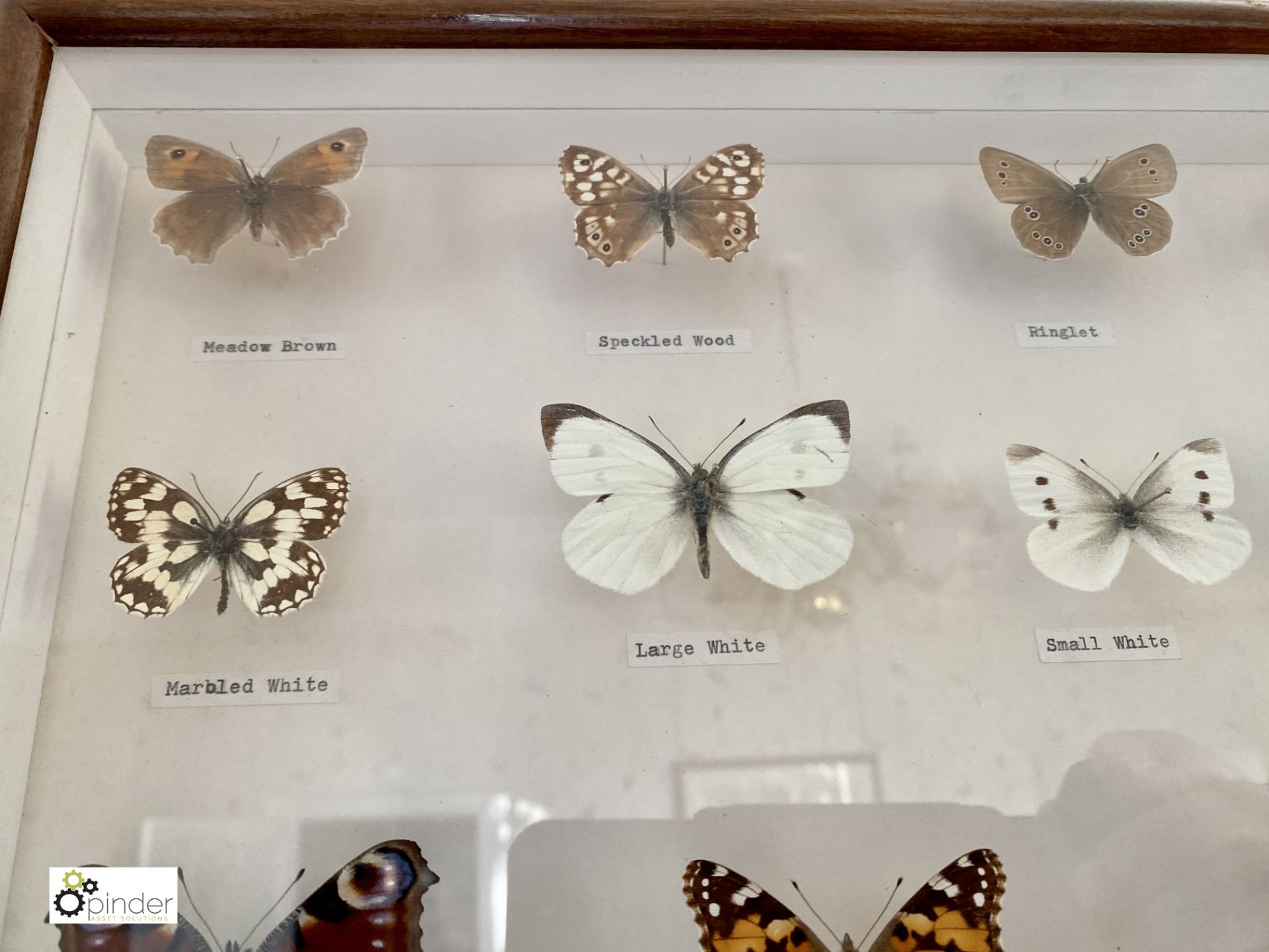 Display 28 British Butterflies in glazed cabinet - Image 3 of 11
